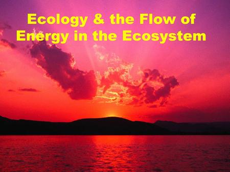 Ecology & the Flow of Energy in the Ecosystem