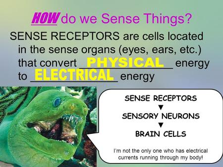1 HOW do we Sense Things? SENSE RECEPTORS are cells located in the sense organs (eyes, ears, etc.) that convert _______________ energy to ______________.