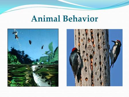 Animal Behavior Archer fish and acorn woodpeckers.