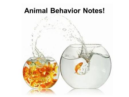 Animal Behavior Notes! ETHOLOGY the study of animal behavior with emphasis on the behavioral patterns that occur in natural environments. Pioneers in.