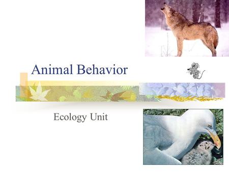 Animal Behavior Ecology Unit.