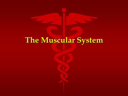 The Muscular System. Functions of Muscle Tissue Movement Facilitation Movement Facilitation Thermogenesis Thermogenesis Postural Support Postural Support.