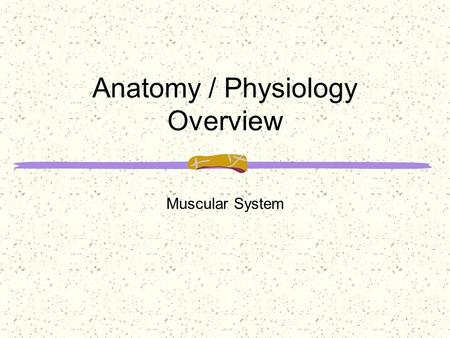 Anatomy / Physiology Overview Muscular System. Without the muscular system we would be unable to sit, _________________________ objects. Blood would no.