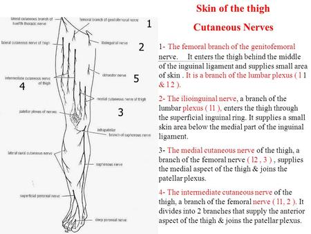 Skin of the thigh Cutaneous Nerves