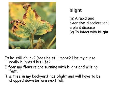 Blight Is he still drunk? Does he still mope? Has my curse really blighted his life? I fear my flowers are turning with blight and wilting fast. The tree.