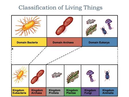 Classification of Living Things A Little History  The Earth is 4.6 billion years old and microbial life is thought to have first appeared between 3.8.