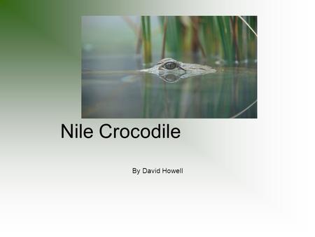 Nile Crocodile By David Howell.