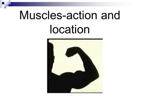 Muscles-action and location. We will now examine the major muscles in the body. As a fitness leader you will be expected to know these names of these.