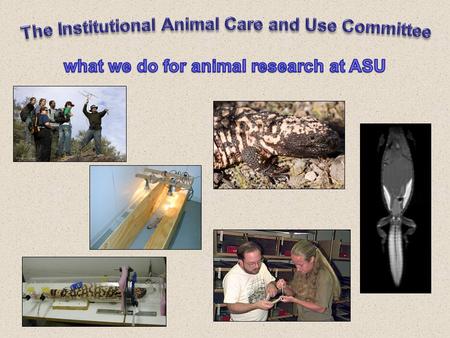 The ASU Animal Use Program A three-legged stool Institutional Official - Jon Harrison Institutional Official - Jon Harrison Institutional Animal Care.