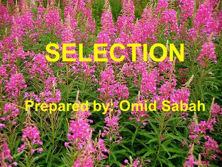 SELECTION Prepared by: Omid Sabah. Objectives : By the end of this chapter you will be able to:  Introduction to Selection  What is selection process.