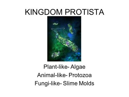 Plant-like- Algae Animal-like- Protozoa Fungi-like- Slime Molds