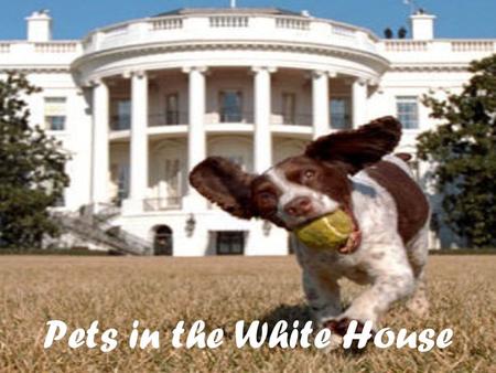 Pets in the White House. Are you interested in animals? Well if so this is the right web quest for you. Did you know that most of the Presidents of the.
