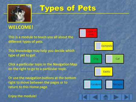 Types of Pets WELCOME! This is a module to teach you all about the different types of pets. This knowledge may help you decide which type of pet to get.