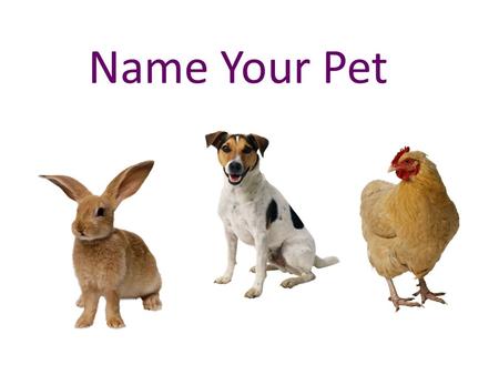 Name Your Pet. We are going to make two graphs, one bar graph and one pictograph. In our 3 rd grade we have 98 students. ½ of our students have dogs.