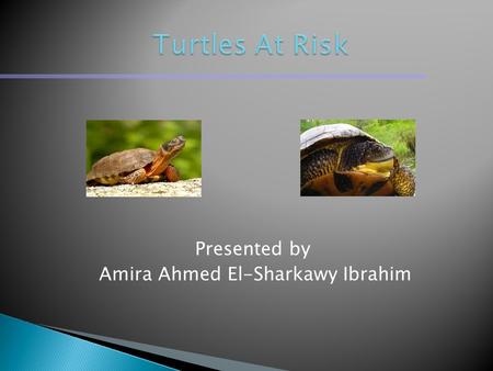 Presented by Amira Ahmed El-Sharkawy Ibrahim.  There are six of eight turtle species in Ontario are listed as endangered, threatened or of special concern.