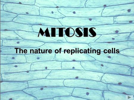 The nature of replicating cells