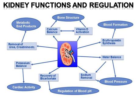STIMULATING Blood Production 16-2 16-3 Maintaining Water-Salt Balance The kidneys maintain the water-salt balance of the blood within normal limits.