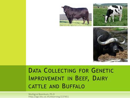 Wuttigrai Boonkum, Ph.D Http://ags.kku.ac.th/elearning/137451 Data Collecting for Genetic Improvement in Beef, Dairy cattle and Buffalo Wuttigrai Boonkum,
