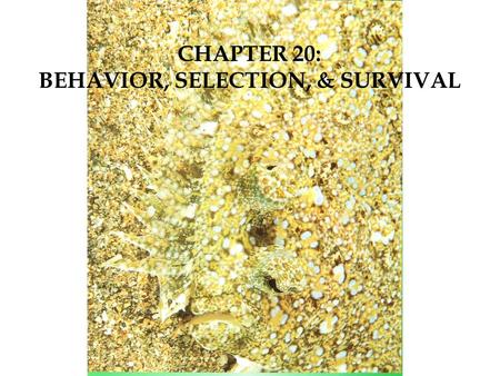 CHAPTER 20: BEHAVIOR, SELECTION, & SURVIVAL. Anthropomorphism – when humans reflect their emotions on to animals Behavior  the way an organism acts What.