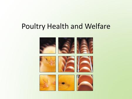 Poultry Health and Welfare. What is Animal Welfare? Is defined as providing animals with environments and management to meet their intrinsic physiological.
