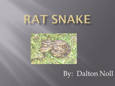 By: Dalton Noll  Rat snakes look greenish yellow or orange.  They have four dark stripes running down their body.  Rat snakes have scales.
