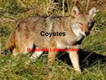 Coyotes By Adesh Labhasetwar There are many animals in the world, like a bear, or a snake, and a-oh, my favorite, the coyote. I even have a few facts.
