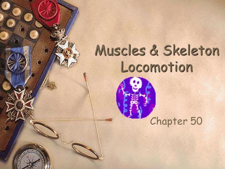 Muscles & Skeleton Locomotion Chapter 50. Muscle structure  Muscle fibers  Single cell with many nuclei  Each fiber has a bundle of myofibrils  Each.