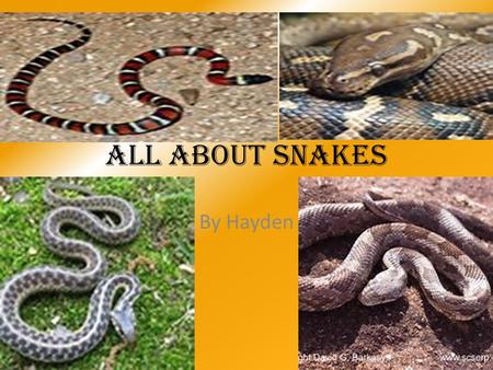 All about snakes By Hayden.