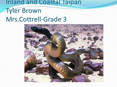 Inland and Coastal Taipan Tyler Brown Mrs.Cottrell-Grade 3.