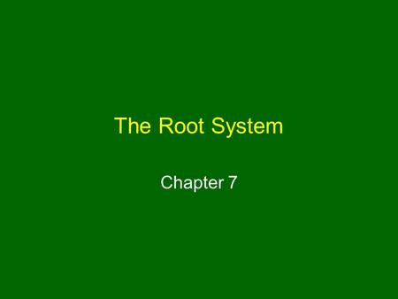 The Root System Chapter 7.