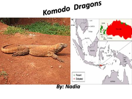 Komodo Dragons By: Nadia.