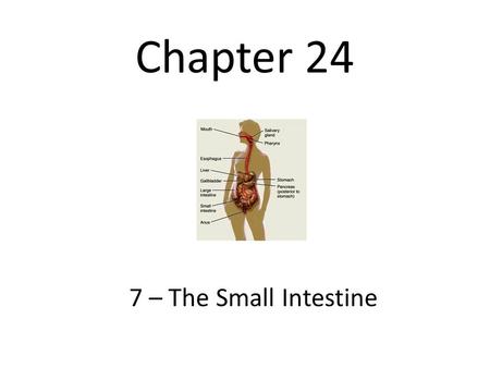 Chapter 24 7 – The Small Intestine.