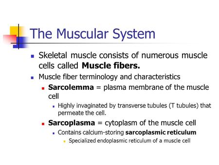 The Muscular System Skeletal muscle consists of numerous muscle cells called Muscle fibers. Muscle fiber terminology and characteristics Sarcolemma = plasma.