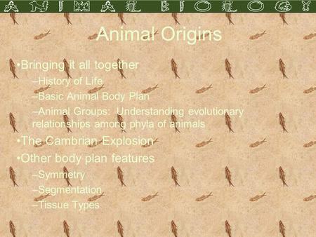 Animal Origins Bringing it all together –History of Life –Basic Animal Body Plan –Animal Groups: Understanding evolutionary relationships among phyla of.