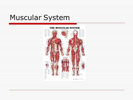 Muscular System. Muscle Function  Movement Not moving  “freeze”  Holding still  Posture Sitting Standing  Body heat Causes sweating Shivering.