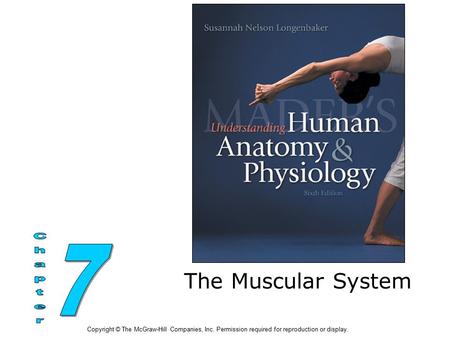 The Muscular System 7 Chapter