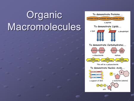 Organic Macromolecules. 4 major classes: carbohydrates, lipids, proteins, nucleic acids Large molecules that are found in all living organismsLarge molecules.