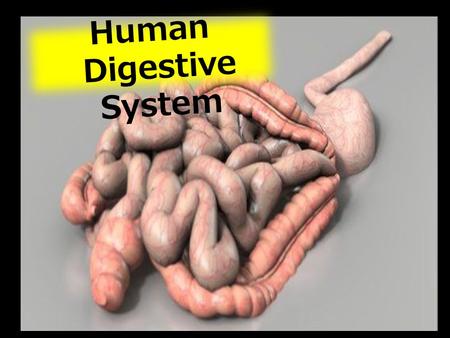 Human Digestive System. 1)Describe the structure of the inner wall of the small intestine and explain it’s role in terms of increased surface area for.