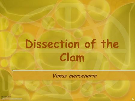 1 Dissection of the Clam Venus mercenaria Modified from :http://www.biologyjunction.comhttp://www.biologyjunction.com.