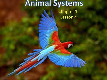 Animal Systems Chapter 1 Lesson 4.