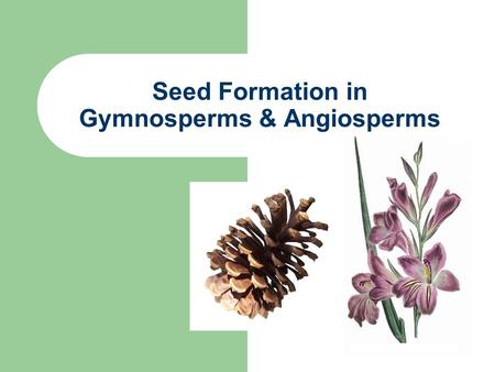 Seed Formation in Gymnosperms & Angiosperms