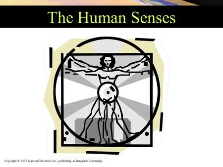 Copyright © 2005 Pearson Education, Inc., publishing as Benjamin Cummings The Human Senses.