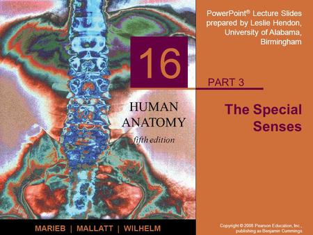 PowerPoint ® Lecture Slides prepared by Leslie Hendon, University of Alabama, Birmingham HUMAN ANATOMY fifth edition MARIEB | MALLATT | WILHELM 16 Copyright.