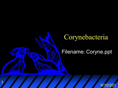 Corynebacteria Filename: Coryne.ppt.