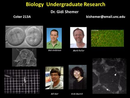 Bob Goldstein Mark Peifer Bill KierVicki Bautch Biology Undergraduate Research Dr. Gidi Shemer Coker