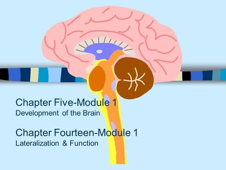 Chapter Five-Module 1 Development of the Brain Chapter Fourteen-Module 1 Lateralization & Function.