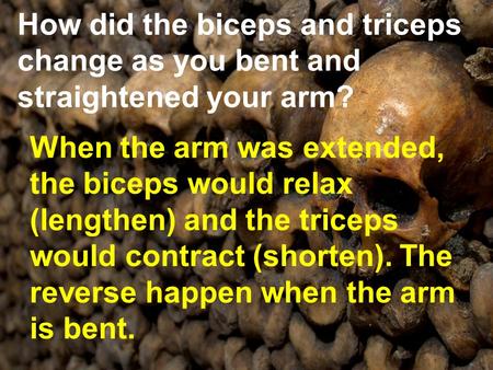 How did the biceps and triceps change as you bent and straightened your arm? When the arm was extended, the biceps would relax (lengthen) and the triceps.