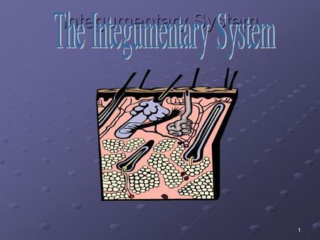 1 Integumentary System. 2 Objectives Name the parts of the Integumentary system and discuss the function of each part.