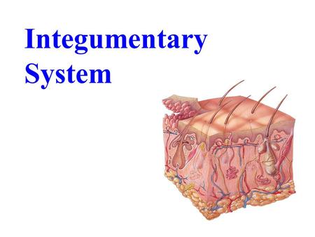 Integumentary System. Functions of the Integumentary System · protection · thermoregulation · sensory · metabolic functions · blood reservoir · excretion.