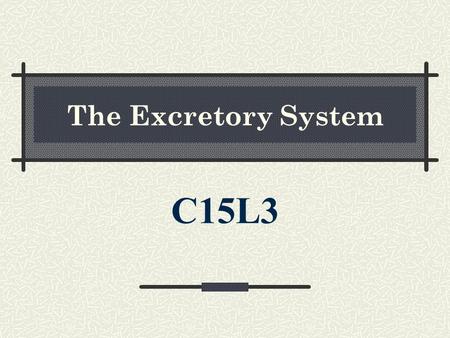 The Excretory System C15L3 Primary functions 1. the removal of wastes and foreign substances and excess substances from the blood 2. the temporary collection.